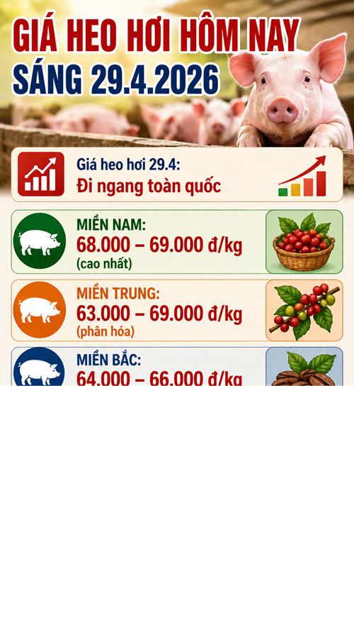Giá heo hơi hôm nay 29.4: Nhiều nơi chạm ngưỡng cao - ảnh 3