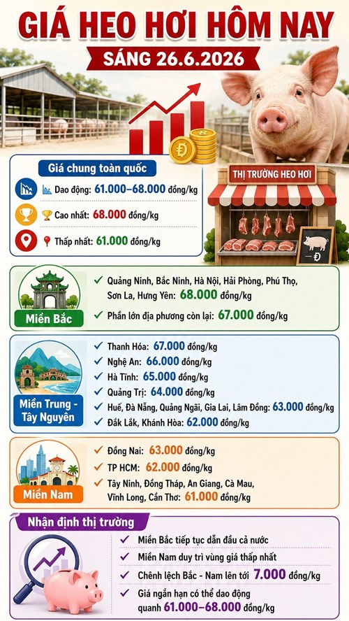 Giá heo hơi hôm nay 26.6: Miền Bắc giữ đỉnh, miền Nam tiếp tục giảm sâu - ảnh 3