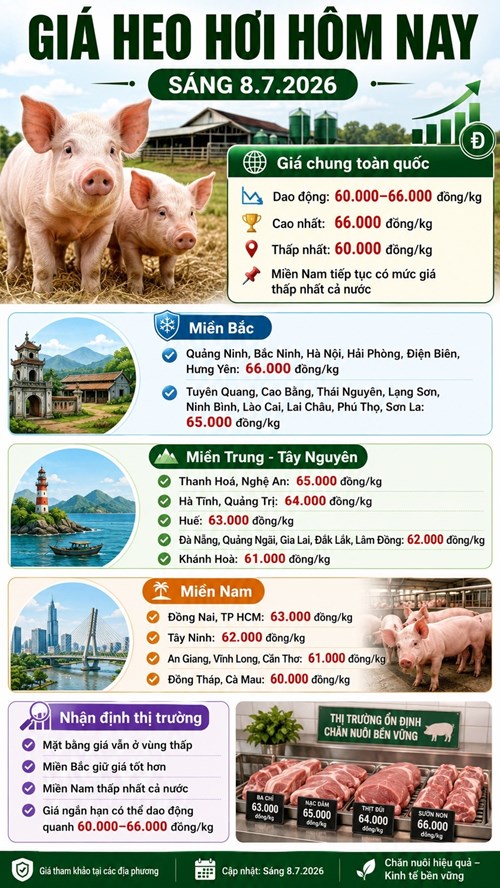 Giá heo hơi hôm nay 8.7: Miền Bắc giữ giá tốt hơn, thị trường còn trầm - ảnh 3