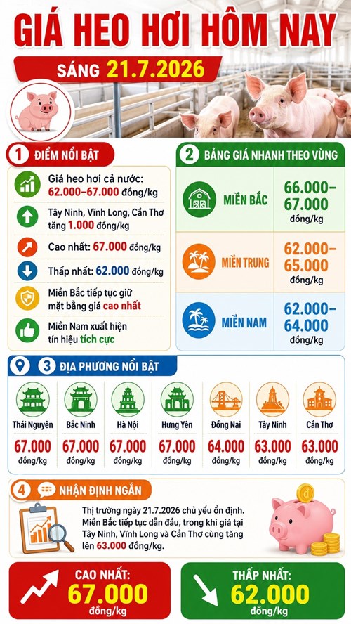 Giá heo hơi hôm nay 21.7: Hà Nội, Hưng Yên giữ đỉnh 67.000 đồng/kg - ảnh 3