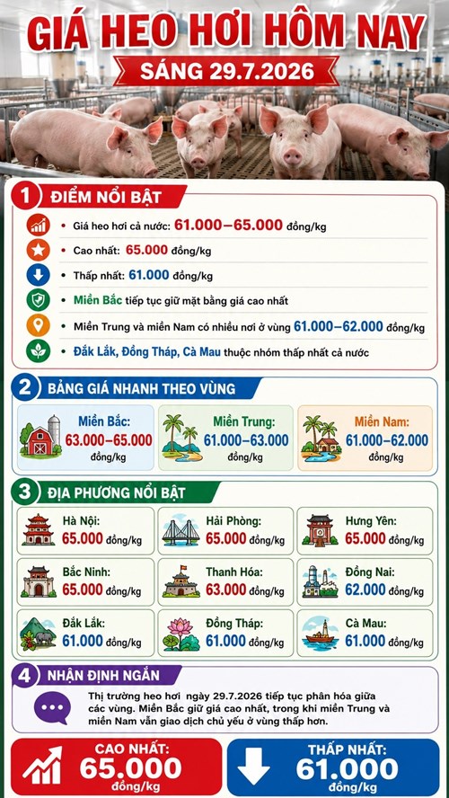 Giá heo hơi hôm nay 29.7.2026: Miền Bắc giữ đỉnh 65.000 đồng/kg - ảnh 3