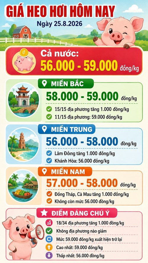 Giá heo hơi hôm nay 25.8.2026: Miền Bắc đồng loạt tăng - ảnh 3