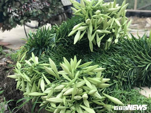 Anh: Hoa loa ken bung no, nong dan Tay Tuu phan khoi duoc mua hinh anh 10