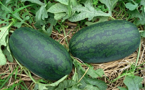 Đặc sản Quảng Ngãi, Trái cây Quảng Ngãi, Trái cây miền Trung, trái cây sạch, dưa hấu Miền Trung, Dưa hấu Bình Sơn, Dưa hấu Sơn Tịnh, Dưa hấu Quảng Ngãi, Dưa hấu Phù Đổng, dưa hấu Hắc Mỹ Nhân, dưa hấu An Tiêm, trồng dưa hấu