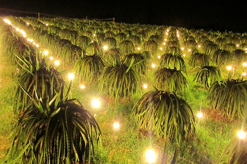 Thanh long chong dien o Binh Thuan gia re hon vu mua hinh anh 1 