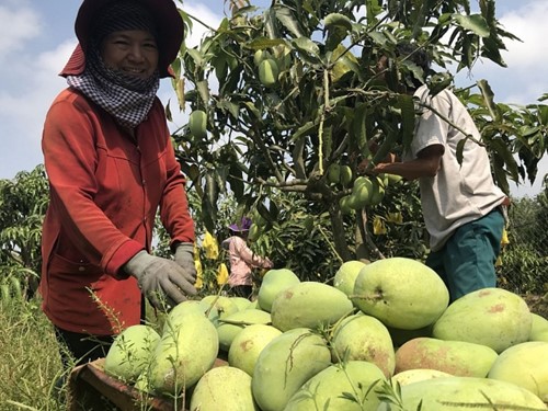 Quả xoài xuất khẩu sang Mỹ: được chìa khóa vàng mở cánh cửa ra thị trường lớn tim duoc chia khoa vang mo canh cua ra thi truong lon