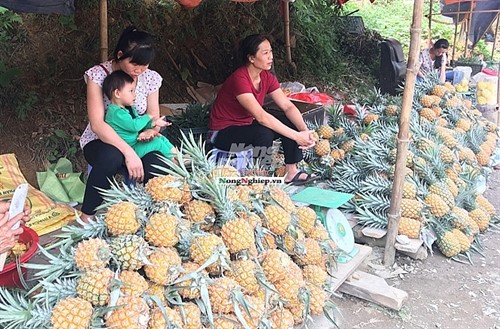 dua ban lau tang gia tro lai