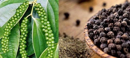 Lợi ích và tác dụng của hạt tiêu đen