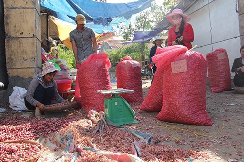 Hiện tại hành Lý Sơn đang có lượng tiêu thụ lớn và được mua rất nhiều - Ảnh: Trần Mai