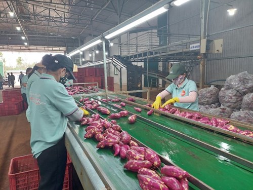 Trung Quốc ồ ạt thu mua rau quả, nhiều mặt hàng có cơ hội đạt tỷ USD - Ảnh 2.