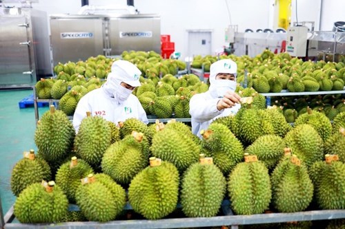 Trung Quốc ồ ạt thu mua rau quả, nhiều mặt hàng có cơ hội đạt tỷ USD - Ảnh 1.