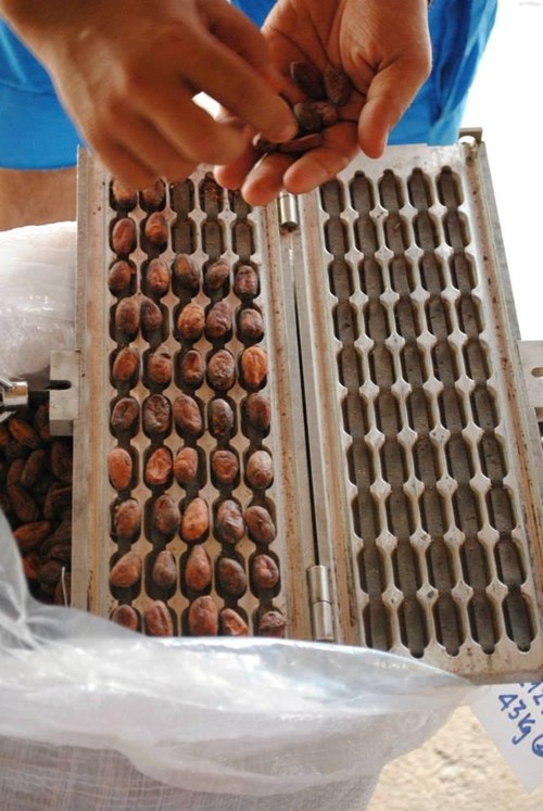 Đây là dụng cụ dùng để kiểm tra chất lượng hạt cacao. Mỗi hạt cacao tiêu chuẩn có trọng lượng không quá 1g, với độ ẩm không quá 7%. Ảnh: Beaucacao.