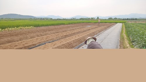 Một vụ dưa trồng trong từ 2 - 3 tháng cho thu hoạch, dù vất vả nhưng lại cho kinh tế cao hơn hẳn với trồng lúa và hoa màu khác.