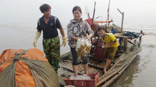  Niềm vui được mua sứa của ngư dân Diễn Hải 