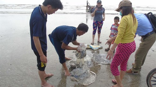  Sứa biển luôn khiến ngư dân tránh xa vì lo rách lưới nay bỗng chốc hóa thành “vàng trắng” 