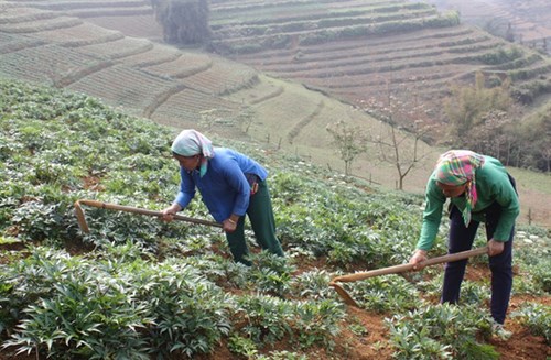  Người dân huyện Bắc Hà (Lào Cai) chăm sóc cây đương quy 