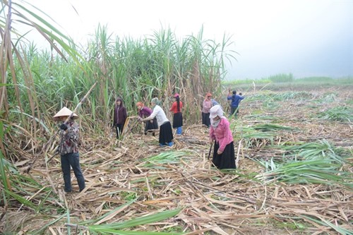 12-39-39_thu-hoch-mi-duong-2