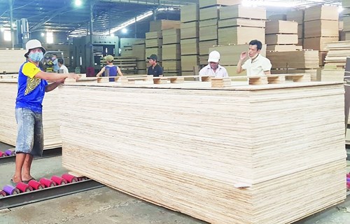 Ngành sản xuất, xuất khẩu gỗ dán của Việt Nam đang có nhiều cơ hội mở rộng thị trường. Ảnh: N.Thanh
