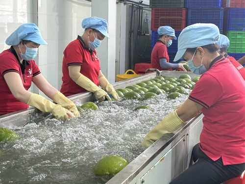 bưởi XK. Ảnh: T.H