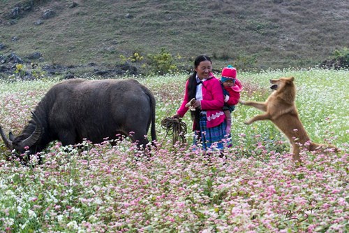 wanderlust-tips-toi-moc-chau-thang-12-am-lich-de-don-tet-cung-nguoi-hmong-10