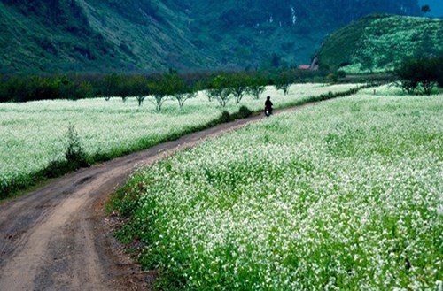 10 điểm 'gây thương nhớ' ở Mộc Châu