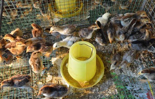 Gà tre Quế Sơn đặc sản xứ Quảng có gì lạ? hình ảnh 5 ga tre que son dac san xu quang co gi la? hinh anh 5