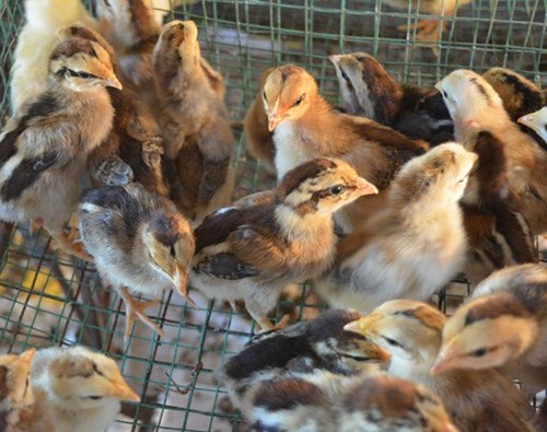 Gà tre Quế Sơn đặc sản xứ Quảng có gì lạ? hình ảnh 6 ga tre que son dac san xu quang co gi la? hinh anh 6