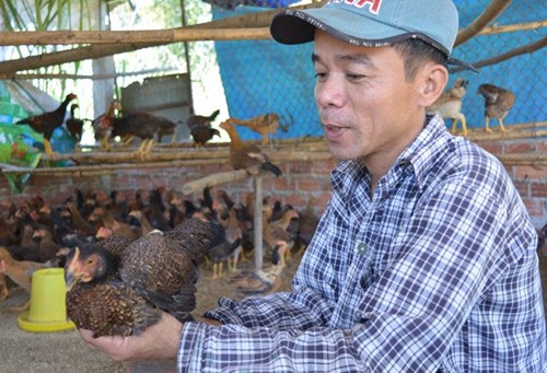 Gà tre Quế Sơn đặc sản xứ Quảng có gì lạ? hình ảnh 9 ga tre que son dac san xu quang co gi la? hinh anh 9
