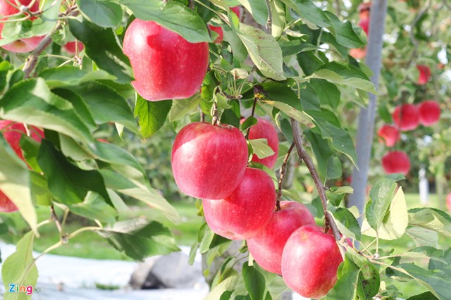 Người trồng táo Mỹ lo bị Trung Quốc trả đũa