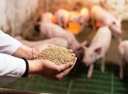 Việt Nam đang nỗ lực giảm bớt sự phụ thuộc vào nguồn nguyên liệu nhập khẩu thức ăn chăn nuôi