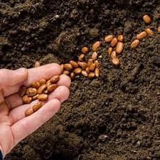 Hướng dẫn về phân loại mã HS và chính sách thuế nhập khẩu hạt giống cây trồng