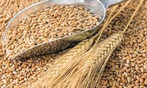 Nhu cầu tiêu thụ lúa mỳ trong nước phục hồi và tăng trưởng mạnh
