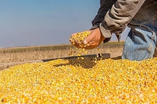 Nhập khẩu ngô của Việt Nam 6 tháng đầu năm 2026: Lượng và kim ngạch tăng mạnh