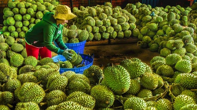 Đơn giản hóa thủ tục cấp mã số vùng trồng theo hướng số hóa