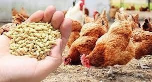 Xu hướng biến động thị trường xuất nhập khẩu thức ăn gia súc và nguyên liệu
