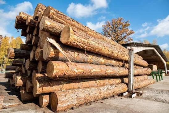 Thị trường nhập khẩu gỗ của Việt Nam năm 2026: Động lực bứt phá và triển vọng những tháng cuối năm
