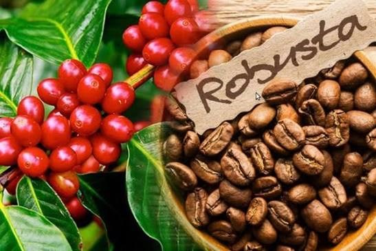 Xuất khẩu cà phê của Việt Nam vào EU thể hiện xu hướng phục hồi trong ngắn hạn