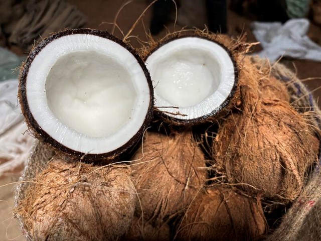 Bờ Biển Ngà đặt mục tiêu khôi phục ngành dừa, hướng tới sản lượng hơn 2 triệu tấn/năm
