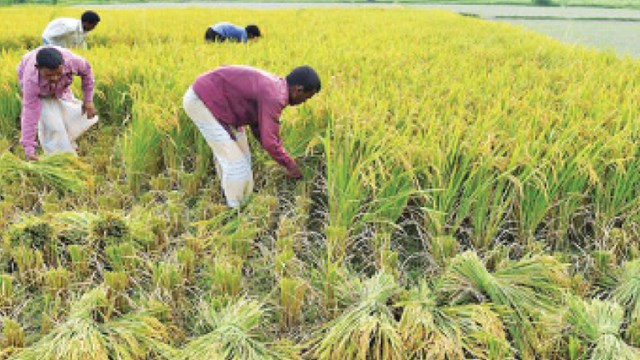 Bangladesh nhập khẩu gạo từ Việt Nam và Ấn Độ để bổ sung dự trữ