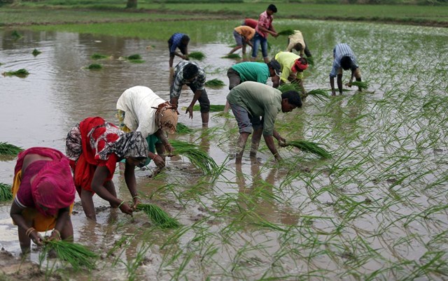 Ấn Độ đang xem xét hạn chế xuất khẩu gạo 100% tấm