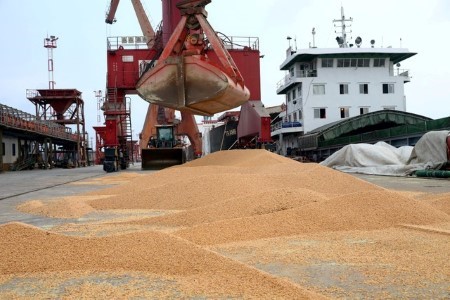 Nhập khẩu đậu tương của Trung Quốc tháng 8 giảm