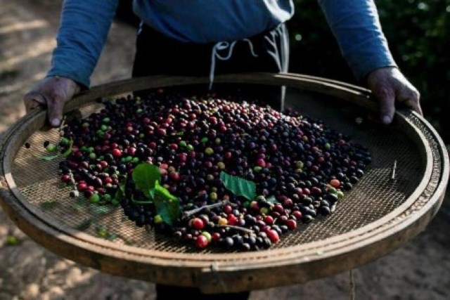 Rabobank hạ dự báo sản lượng cà phê 2022/2023