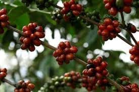 Xuất khẩu cà phê của Costa Rica giảm trong tháng 9/2022