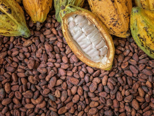 Nghiên cứu thị trường ca cao, sô-cô-la thế giới và Việt Nam giai đoạn 2019-2025 và dự báo