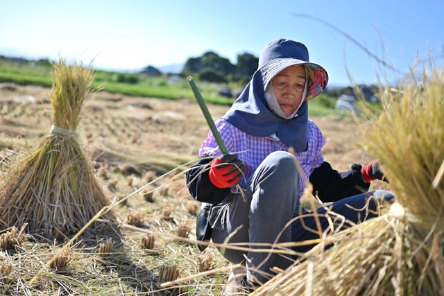 Nhật Bản cân nhắc sử dụng kho dự trữ gạo