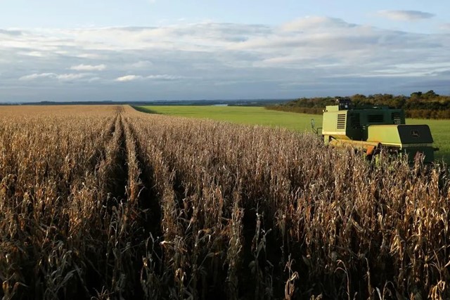 USDA nâng dự báo xuất khẩu ngô Mỹ niên vụ 2024/2025