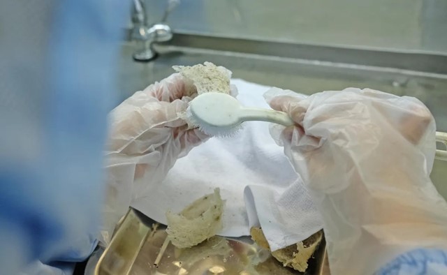 Gia tăng kim ngạch xuất khẩu cho ngành yến sào