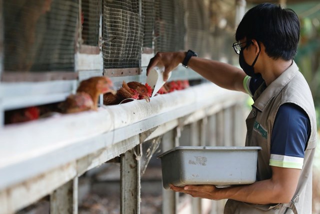 Indonesia bắt đầu xuất khẩu thịt gà sang Singapore 