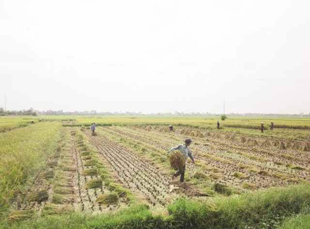 Phát triển lúa gạo: Cần thay đổi tư duy