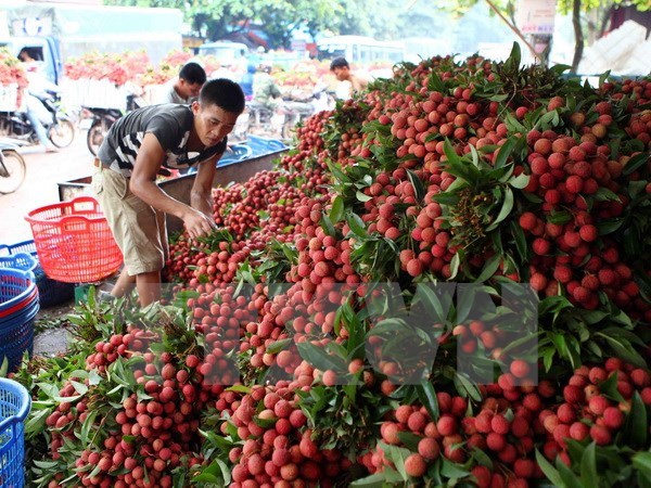 Nhiều giải pháp xuất khẩu quả vải qua địa bàn tỉnh Lạng Sơn